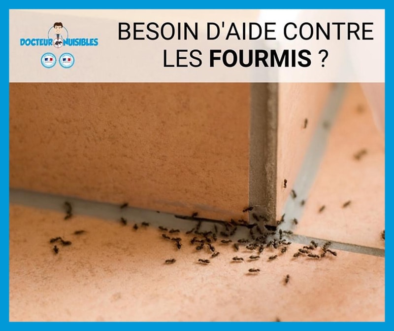 Lutte contre les fourmis, quand contacter une entreprise de désinsectisation ?