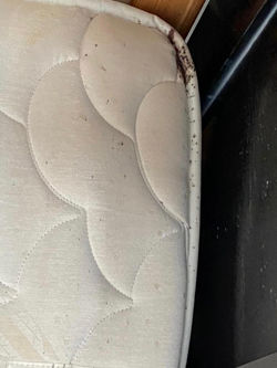 Puces de lit situées dans les coutures du matelas