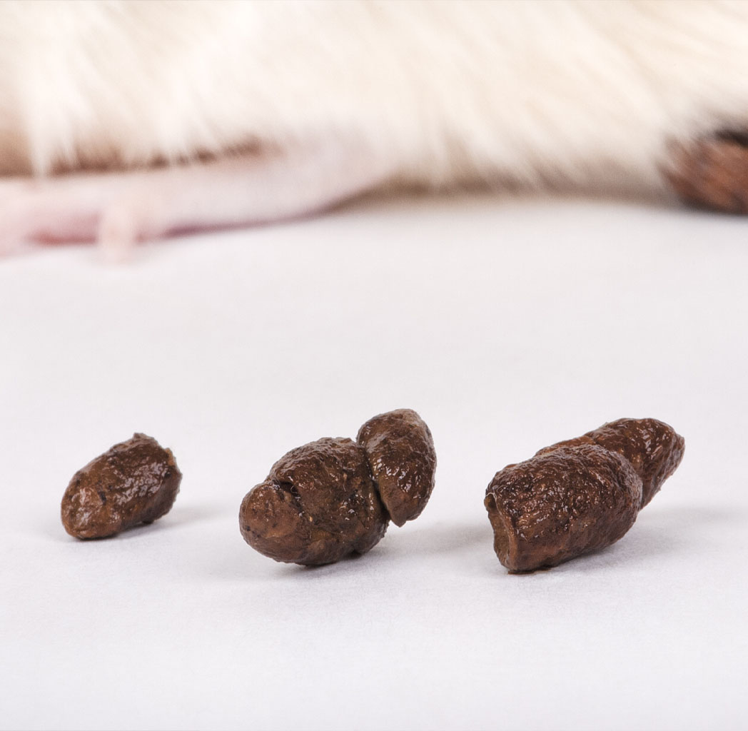Crotte de rat comment reconnaître les crottes de rats Docteur Nuisibles