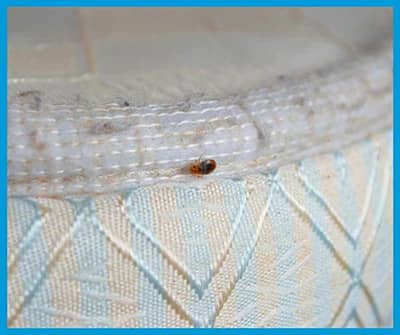 Comment détecter la présence de mites des vêtements ? - K.Pro - Nos  solutions contre les insectes