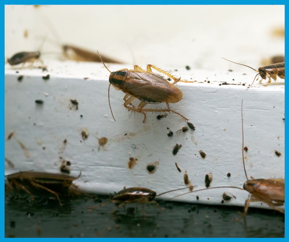 Traitement des cafards par gel : gels anti-cafards - Termites