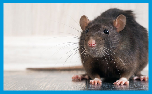 Piège à souris : quels sont les pièges à souris les plus efficaces ?