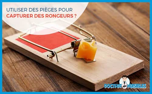 Comment utiliser des pièges à rongeurs